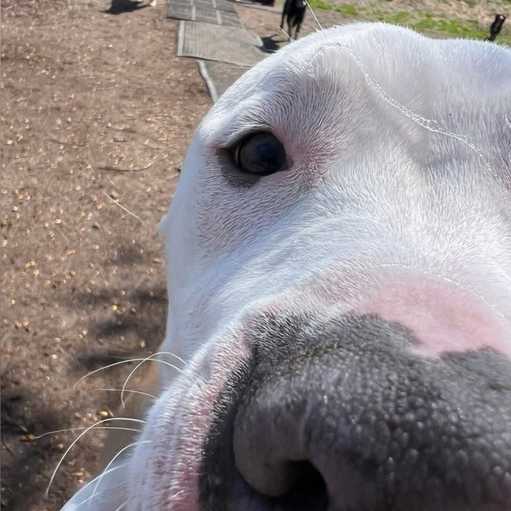 Meet your Posher, Lucy